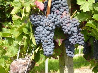 Dark purple wine grapes hanging from vine with green leaves in Palatinate vineyard, showing ripe clusters ready for harvest.