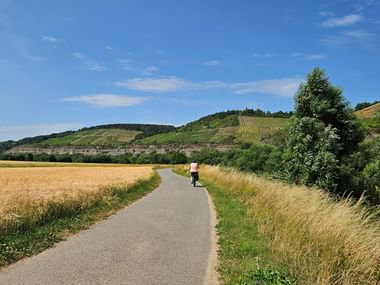 Radfahrer auf asphaltiertem Weg zwischen goldenen Feldern und Weinbergen am Hang. Main-Radweg zwischen Würzburg und Karlstadt unter blauem Himmel.