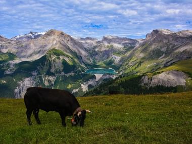 Black cow with bell grazing on green alpine meadow in Valais. Behind it, dramatic mountain peaks and a turquoise lake in a valley.