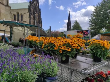 Wochenmarkt Münster