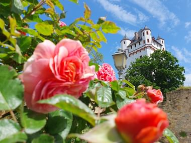 Rosa Rosen im Vordergrund mit der Kurfürstlichen Burg Eltville im Hintergrund. Die mittelalterliche Burg hat weiße Mauern und rote Türme.