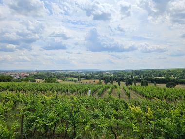 Grüne Weinreben bei Volkach erstrecken sich über sanfte Hügel. Eine Stadt mit Kirchturm ist in der Ferne unter bewölktem Himmel sichtbar.