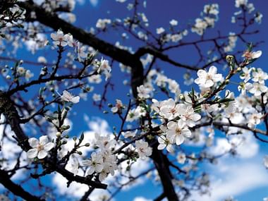 Mandelblüte auf Mallorca