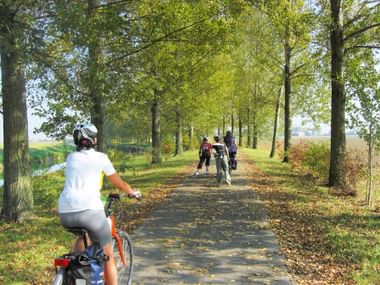 Cyclist on tree-lined path to Ferrara with other cyclists ahead. Tall trees create a green canopy over the paved trail with fallen leaves.