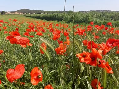 Mohnblumen