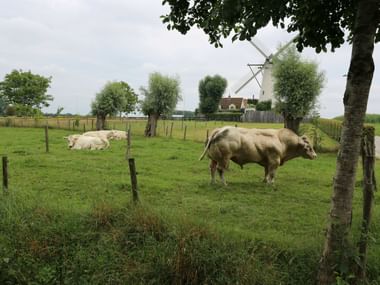 Light-colored cows grazing in a fenced green pasture with a traditional white Dutch windmill visible in the background among trees.