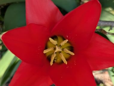 Close-up of a bright red six-petaled flower with yellow stamens and green pistil in the center, surrounded by green leaves.