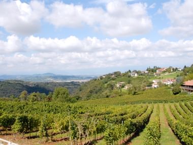 Vineyards with panoramic view