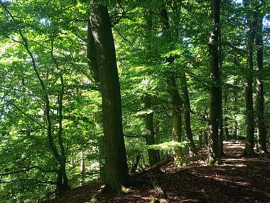 Forest path in Burgwald with tall beech trees. Sunlight filters through dense green foliage, creating dappled light on the forest floor.