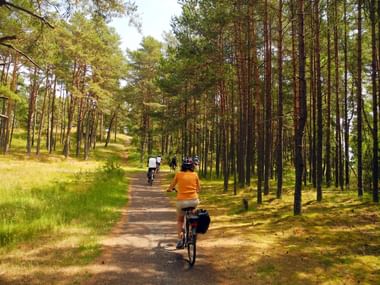Cyclists on forest path in Białowieża Group of cyclists riding on a dirt path through pine forest in Białowieża National Park. Tall pine trees line both sides of the trail.