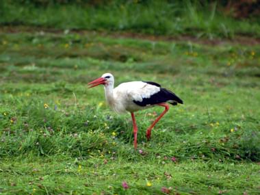 Weißstorch mit schwarzen Flügelspitzen und rotem Schnabel steht auf grüner Wiese mit Wildblumen im Spreewald.