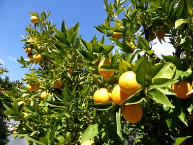 Lush lemon trees in Pinhao with bright yellow ripe lemons hanging among green leaves against a clear blue sky.