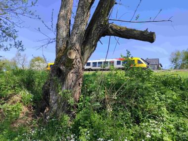 Personenzug mit gelben und weißen Waggons fährt hinter einem alten Baum auf einer grünen Wiese unter blauem Himmel vorbei.