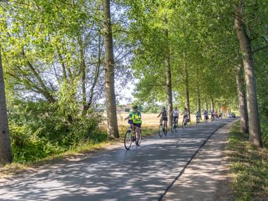 Gruppe von Radfahrern auf einem gepflasterten Weg gesäumt von hohen Bäumen in Holland. Die Baumallee spendet natürlichen Schatten.