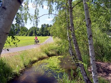 Cyclist on path through Spree Forest Cyclist on paved path through idyllic Spree Forest with birch trees, small stream, and green meadows under sunny sky.