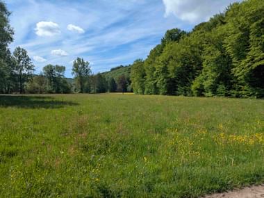Wide green meadow with yellow wildflowers, bordered by dense forest under a blue sky with white clouds in Hessen.