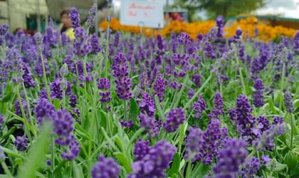 Lila Lavendelblüten im Vordergrund auf dem Wochenmarkt am Domplatz Münster mit gelben Blumen und Marktständen im Hintergrund.