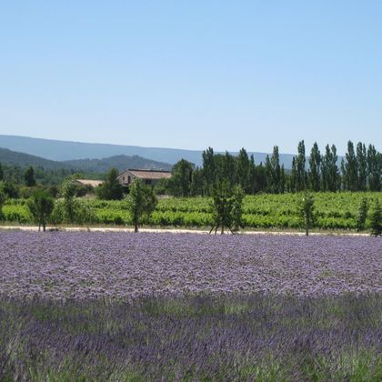 provence-lavendelbluete