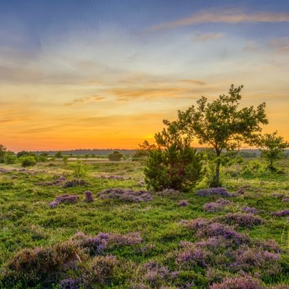 Blooming heathland near Cuxhaven at sunset Purple flowering heather covers rolling landscape near Cuxhaven with scattered trees under dramatic orange and blue sunset sky.
