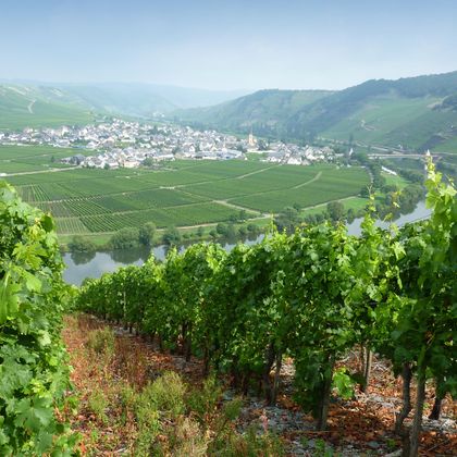 Vineyards near Trittenheim