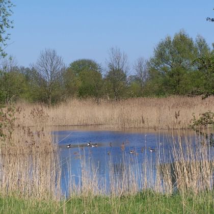 Ruhiger Teich im Havel-Feuchtgebiet mit Enten zwischen vertrockneten Schilfgräsern. Grünes Gras im Vordergrund, Bäume und blauer Himmel im Hintergrund.