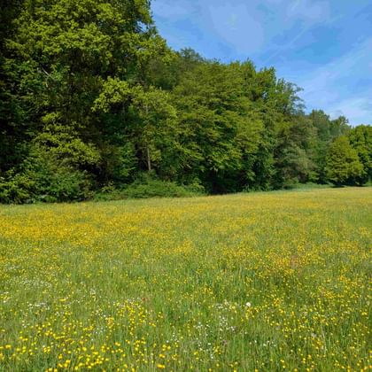 Green meadow dotted with yellow wildflowers stretches toward a tree line under blue sky in Hessen, Germany.