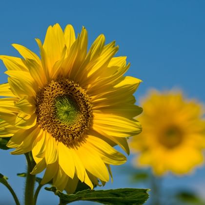 Sonnenblume