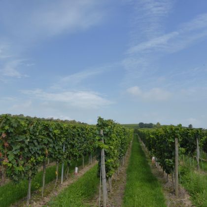Palatinate-Vineyards