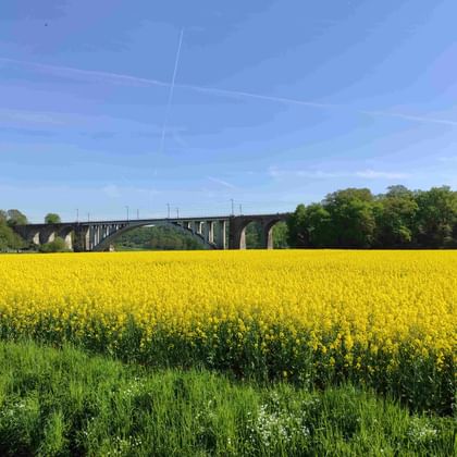 Steinviadukt mit mehreren Bögen über einem leuchtend gelben Rapsfeld, dahinter grüne Bäume unter blauem Himmel bei Melsungen.