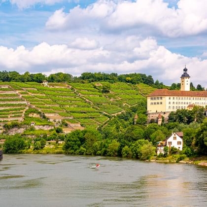 Schloss Horneck mit weißem Turm über dem Neckar in Gundelsheim, umgeben von terrassierten Weinbergen und grünen Hügeln unter bewölktem Himmel.