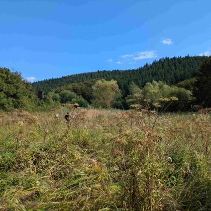 Open meadow with wild grasses and shrubs in the Burgwald region. Dense forest covers the hillside under a blue sky with white clouds.