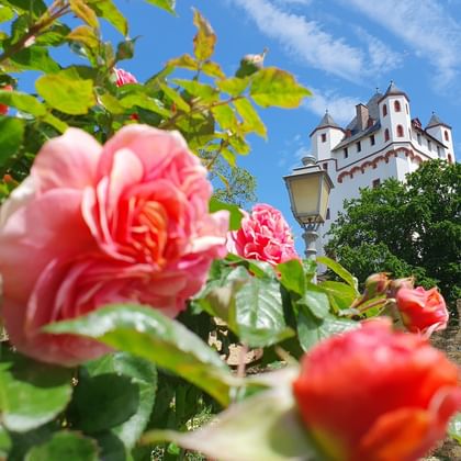Rosa Rosen im Vordergrund mit der mittelalterlichen Kurfürstlichen Burg Eltville mit weißen Mauern und roten Türmen im Hintergrund.