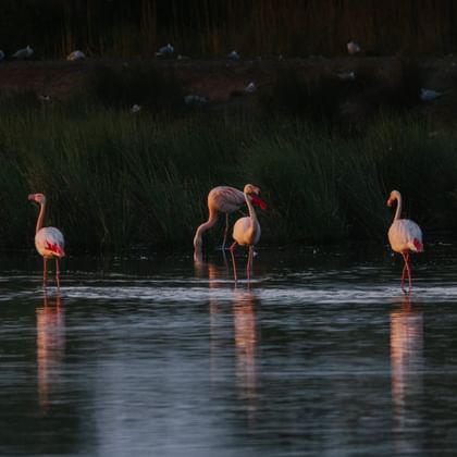 Vier rosa Flamingos waten im seichten Wasser des Zwillbrocker Venns, mit hohem grünem Schilf im Hintergrund und Spiegelungen im Wasser.