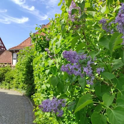 Altstadt Schlitz