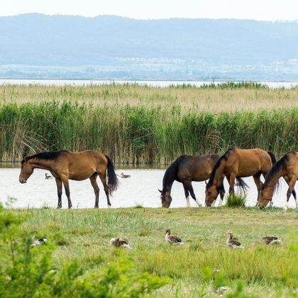 Wild horses along the cycle path