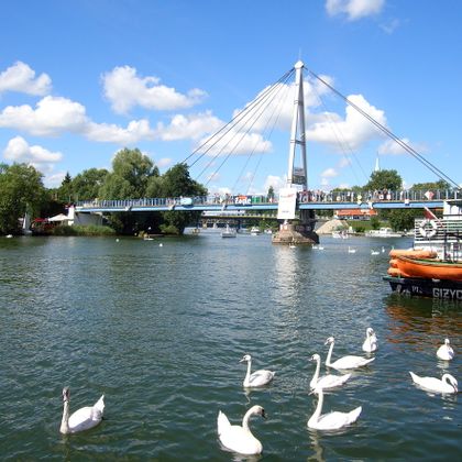 Swans on the lake Nikolaik