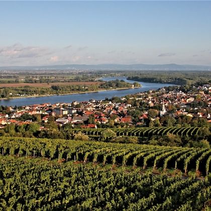 Aerial view of Nierstein with terraced vineyards in foreground and Rhine River flowing past the town with red-roofed houses under blue sky.