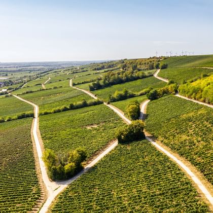 Luftaufnahme von terrassierten Weinbergen in Rheinhessen mit gewundenen Wegen zwischen grünen Rebreihen, Dorf im Hintergrund und blauem Himmel.