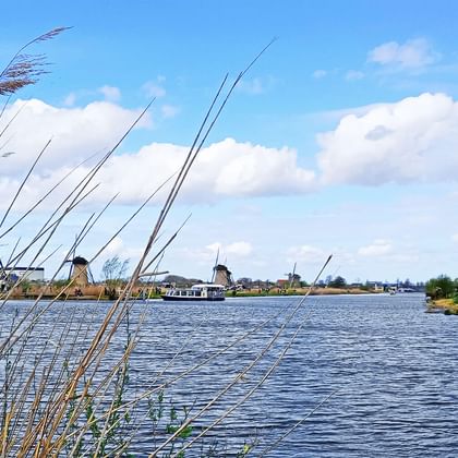 Row of traditional Dutch windmills along a wide waterway with reeds in foreground. Blue sky with white clouds above the historic windmills.