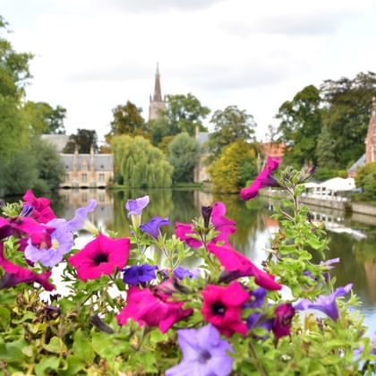 Pink and purple petunias in foreground with canal, historic buildings, church spires and green trees in background under cloudy sky.