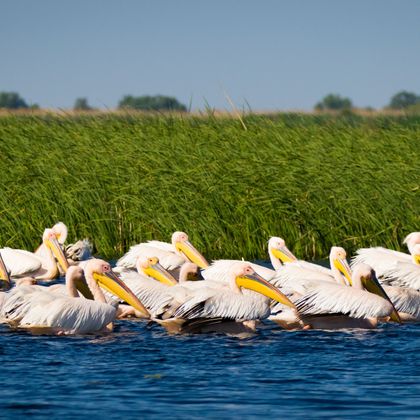 Pelicans in the Doanu Delta