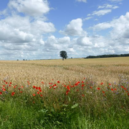 Field with poppies on the edge of the path