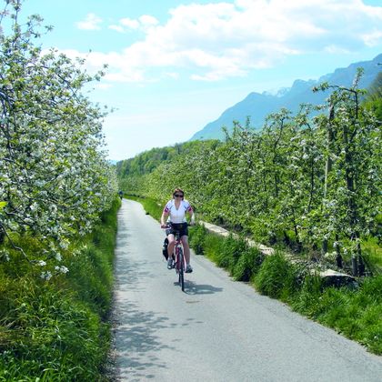 Bike path between the apple blossoms
