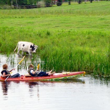 Paddle tour with a cow