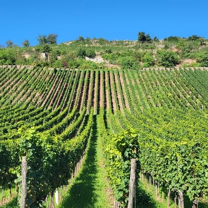 Weinberge zwischen Nierstein und Eltville