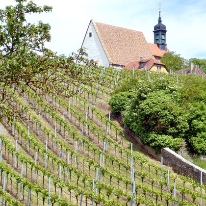 Wine vines near Klingenberg