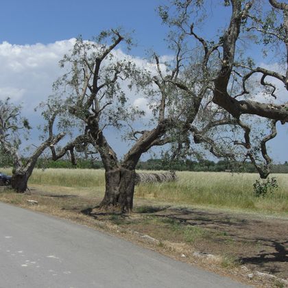 Puglia bike path