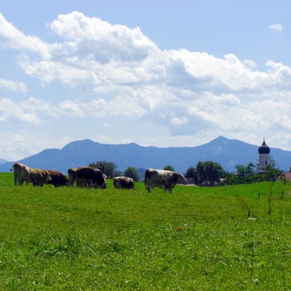 Munich-Cow-Pasture