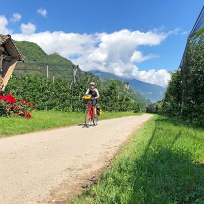 Radfahrer mit Helm auf Schotterweg durch Apfelhaine bei Bozen, mit Bergen im Hintergrund und roten Blumen neben Holzstruktur.