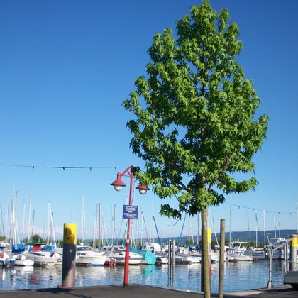 Lake shore in Constance